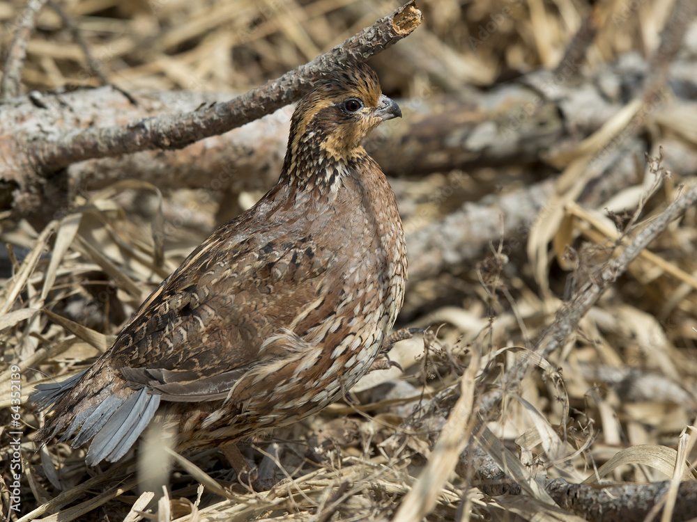 Fototapeta premium Female Bobwhite Quail