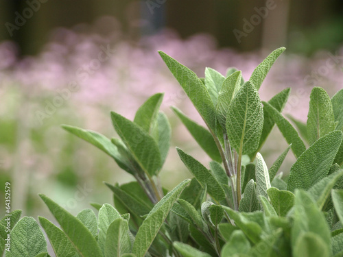 Bild auf Leinwand Sage in the herbal garden