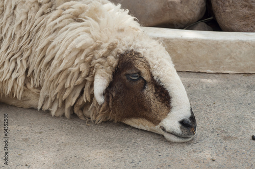 Sheep in farm.