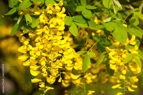 acacia tree bull of yellow flowers photo