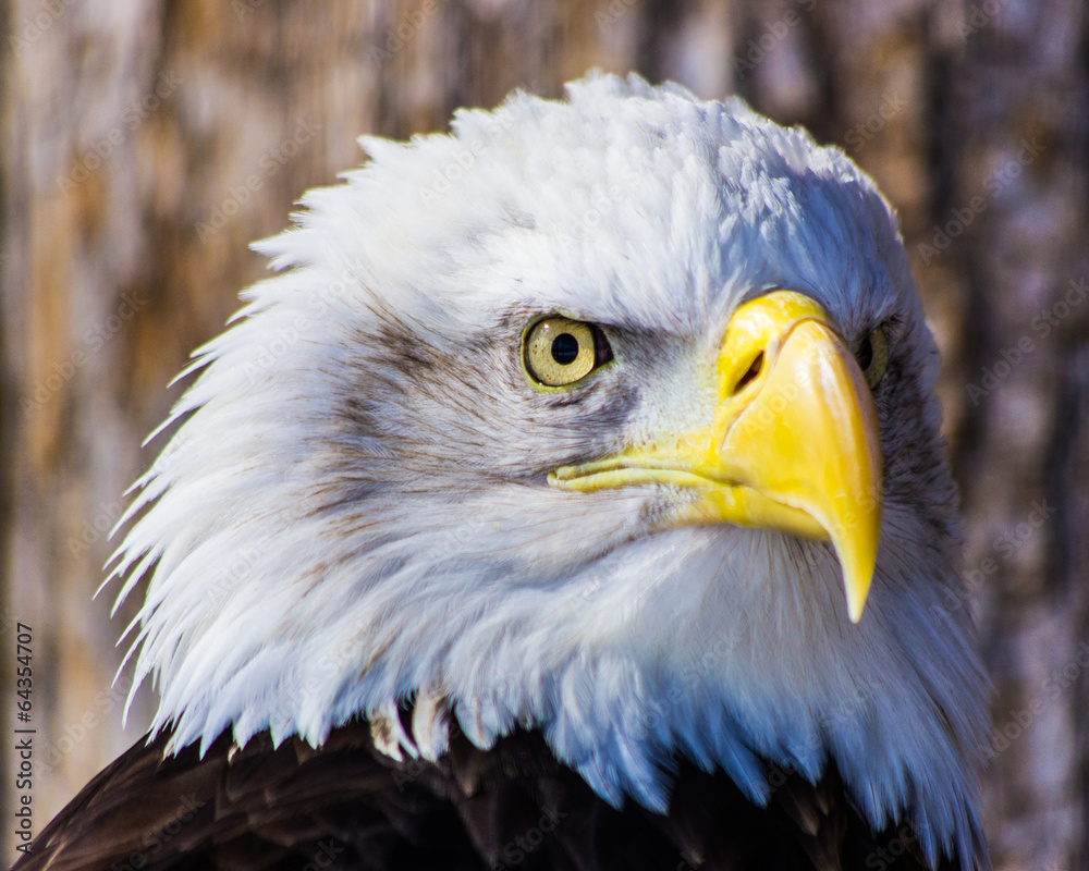 Obraz premium Bald Eagle