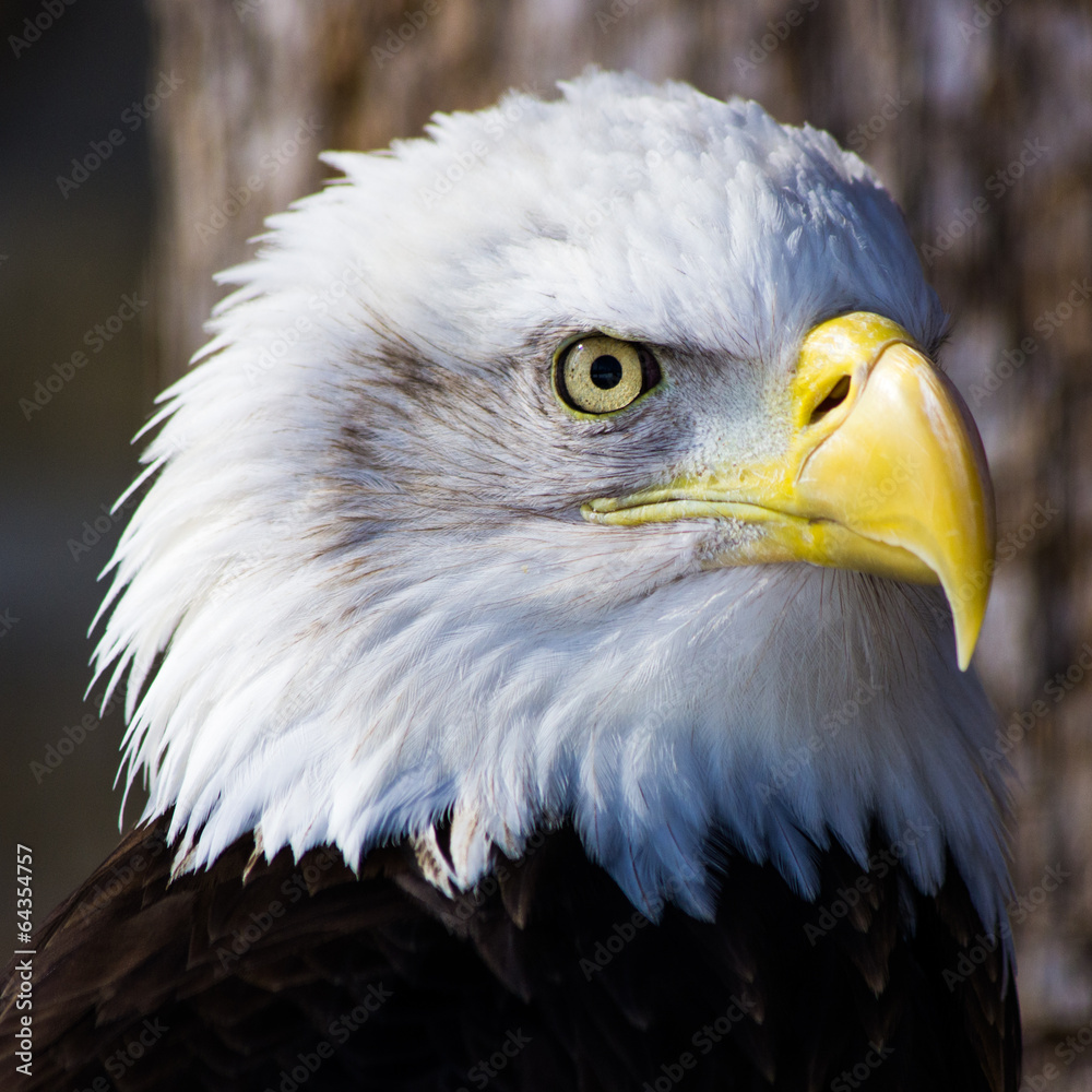 Fototapeta premium Bald Eagle