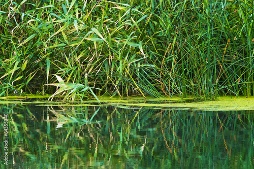 overgrown shore