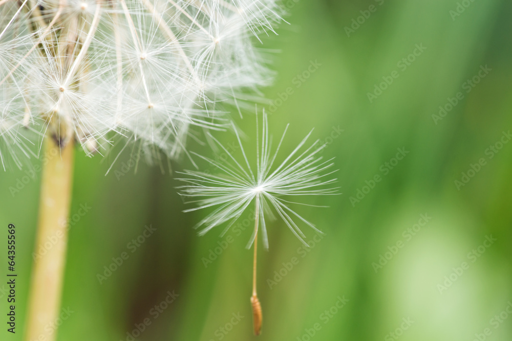 Fototapeta premium Pusteblume, Löwenzahn