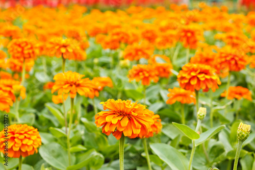 Fototapeta Naklejka Na Ścianę i Meble -  the flower in the garden