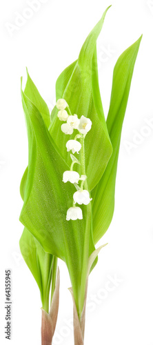 muguet