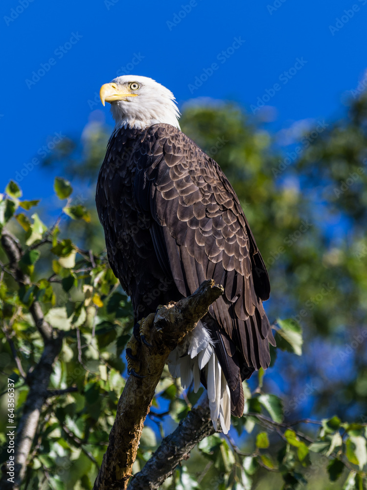 Bald Eagle