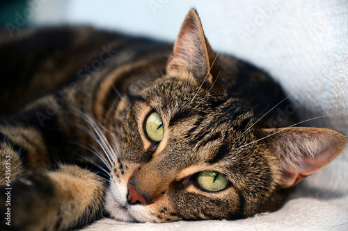 Fotografie Egyptian Mau cat