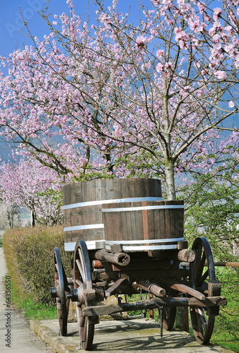 Pfälzer Mandelblüte an der Deutschen Weinstrasse photo