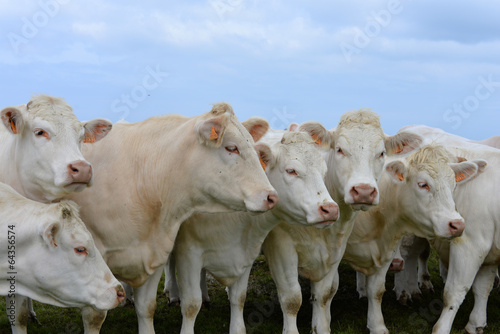 charolais © Image'in