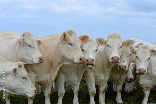 charolais © Image'in