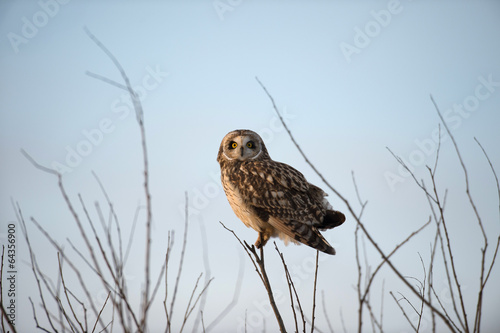Wallpaper Mural Short Eared Owl Torontodigital.ca