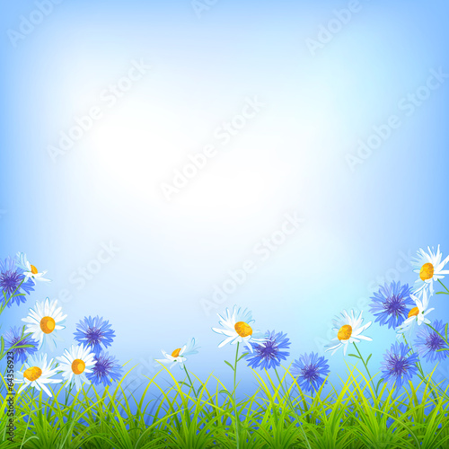 Field flowers daisy cornflower grass background