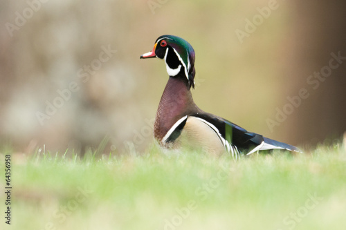 Wood duck in grass © Tony Campbell
