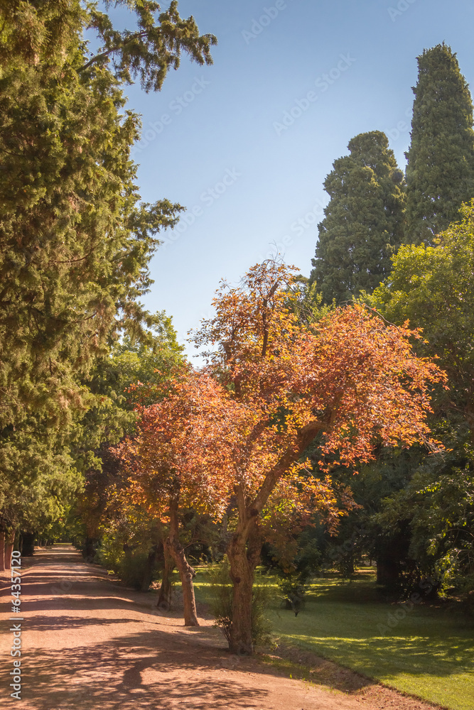 Autumn park pathway under the trees