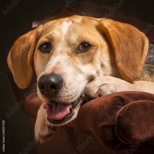 Foxhound Cross Dog