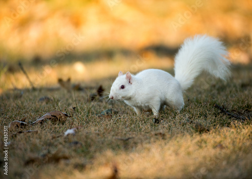 White squirrel burying nuts © Tony Campbell