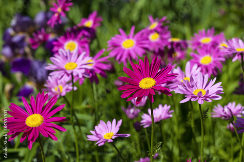 Painted Daisies