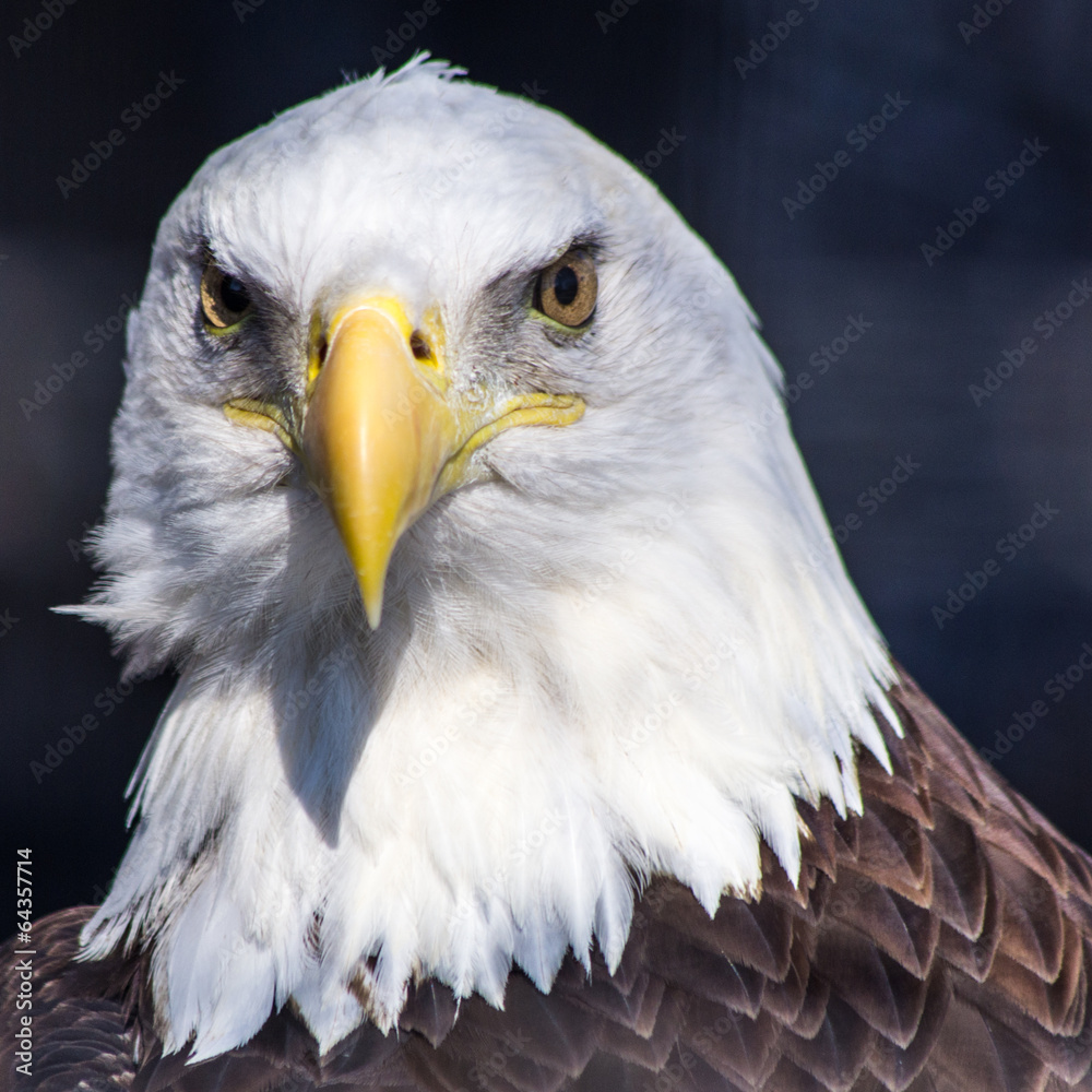 Obraz premium bald eagle