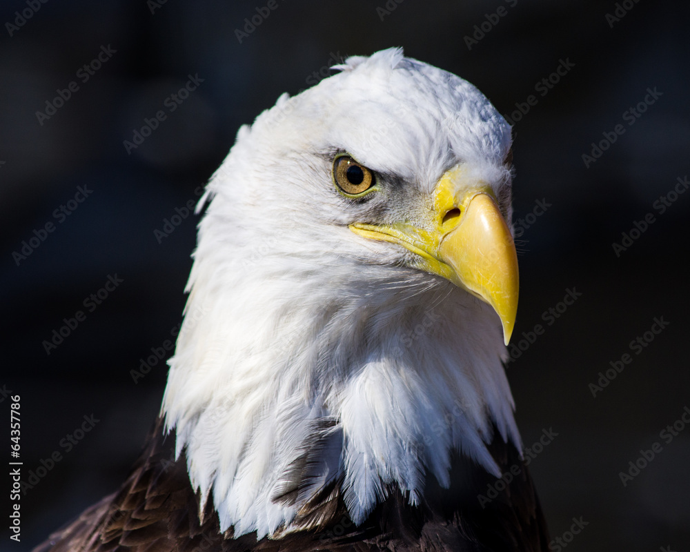 Obraz premium Bald Eagle