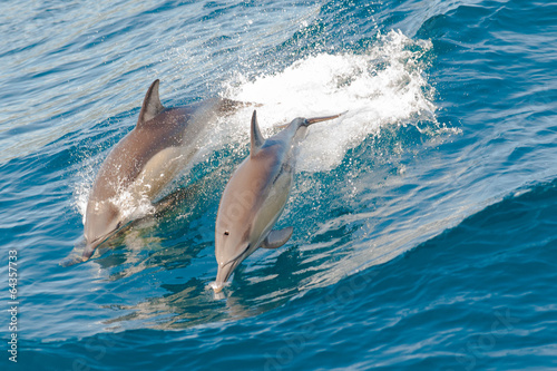 dolphins jumping