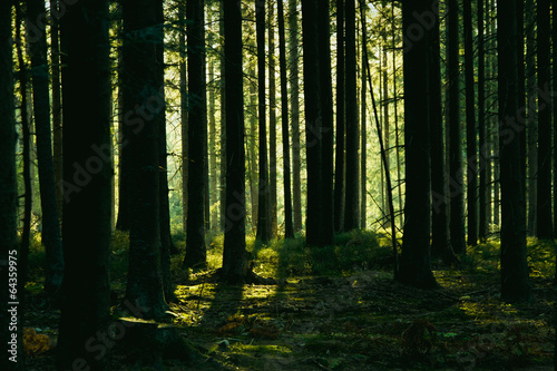Fototapeta Naklejka Na Ścianę i Meble -  Forest landscape with trees