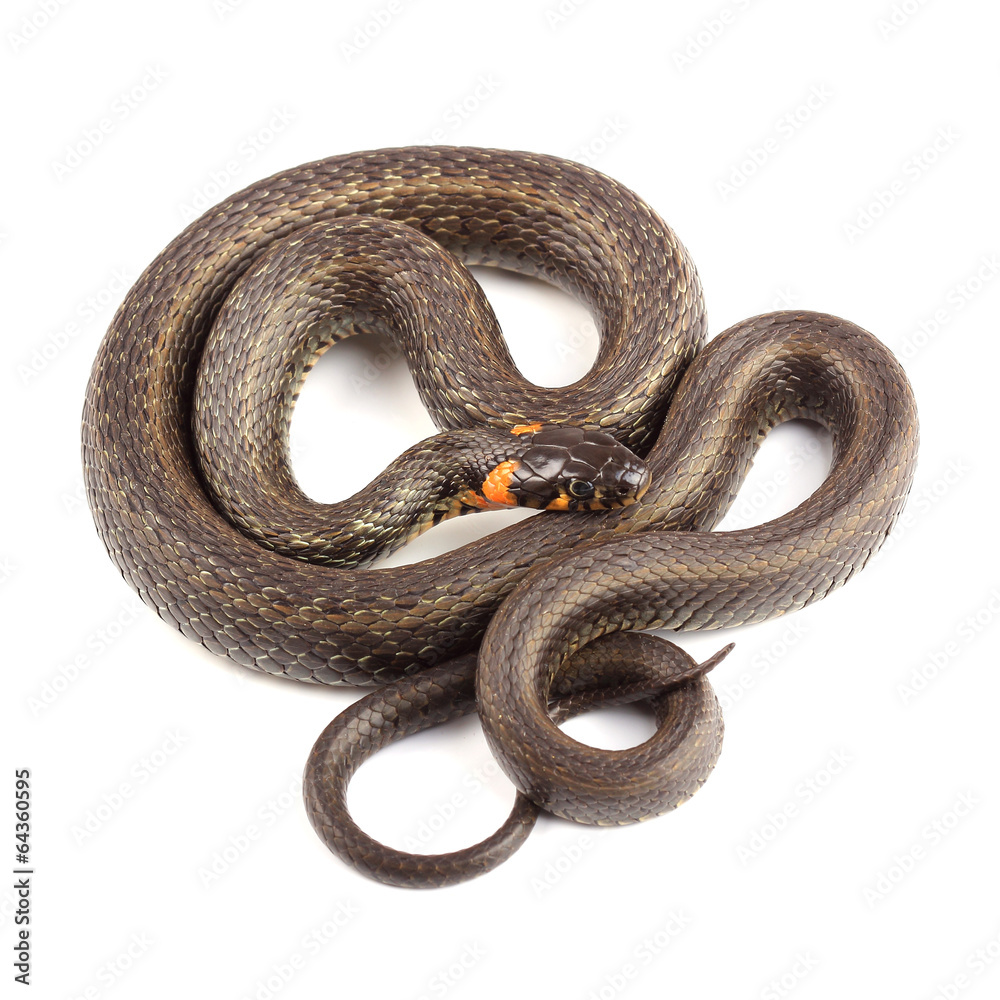 Fototapeta premium Grass snake (Natrix natrix) isolated on white