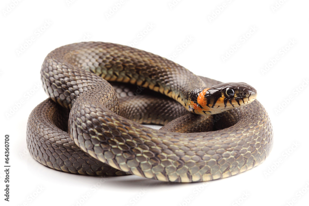 Fototapeta premium Grass snake (Natrix natrix) isolated on white
