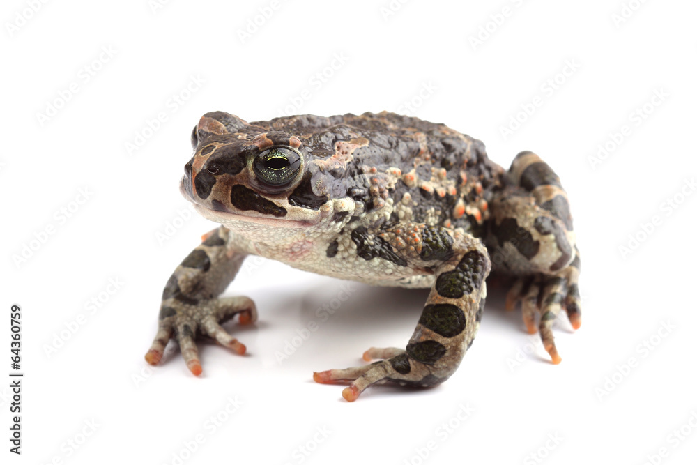 Fototapeta premium Green toad (Bufo viridis) isolated on white