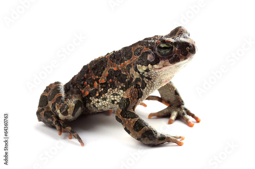 Green toad (Bufo viridis) isolated on white