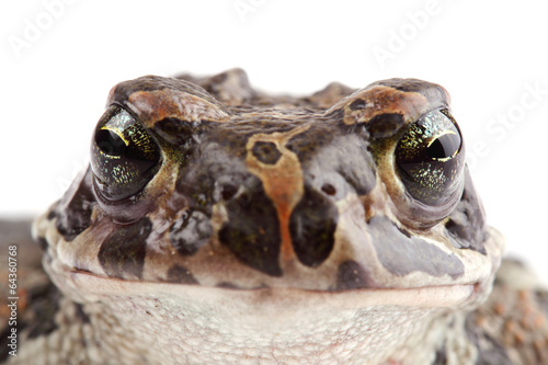 Head of green toad. Close up © Vitalii Hulai