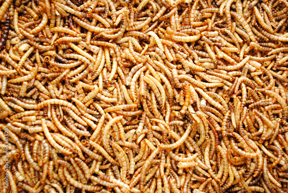 Background of Hundreds of Dried Meal Worms