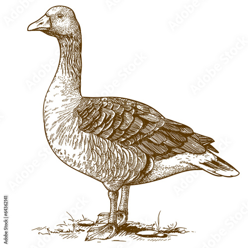 Tablou canvas vector engraving goose on white background