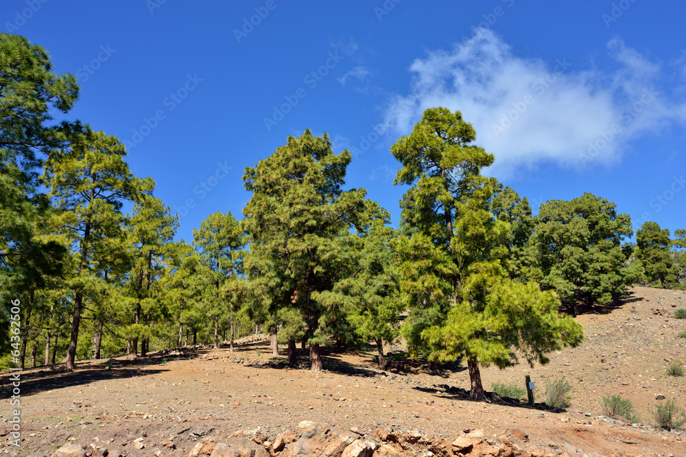 Gran Canaria landscape