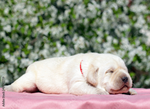 newborn yellow labrador puppy