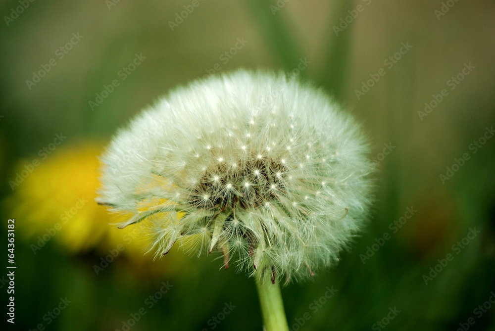 Fototapeta premium Pusteblume