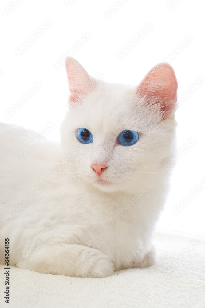 blue-eyed white cat