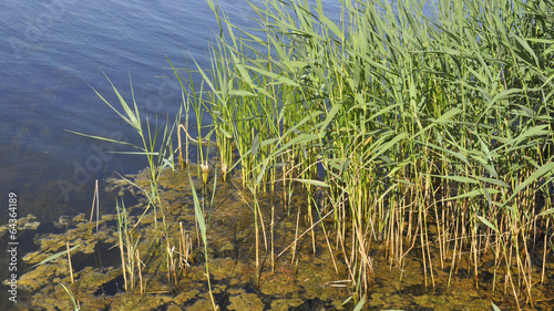 Ronneby  K  ste  Wasserpflanzen  Sch  ren  Sommer  Schweden