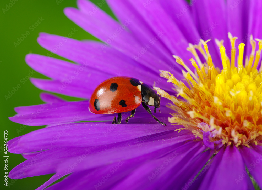 Ladybug and flower