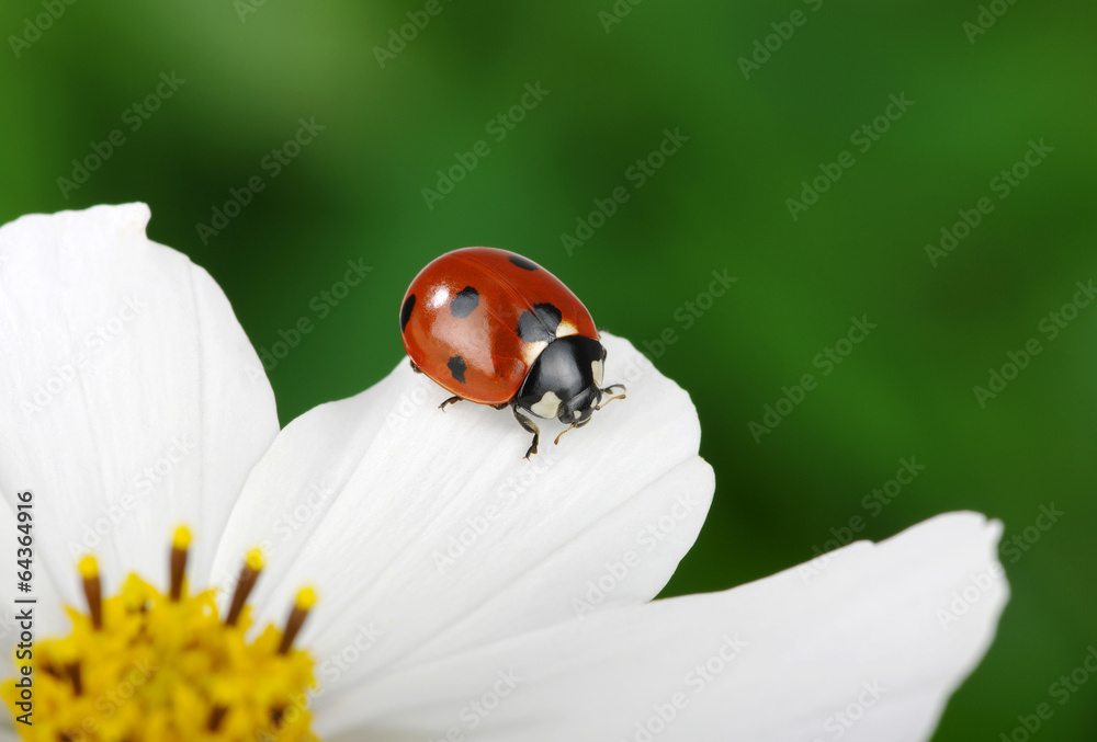Ladybug and flower Ladybug and flower