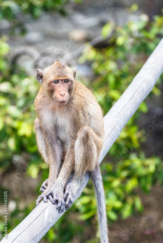 Monkey (crab-eating macaque) Asia Thailand   © rtrujira