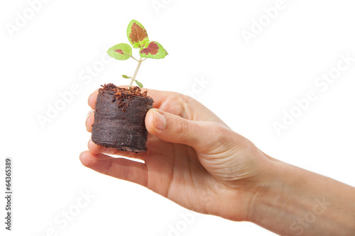 coleus sprout in female hand