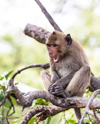 Monkey (crab-eating macaque) Asia Thailand  