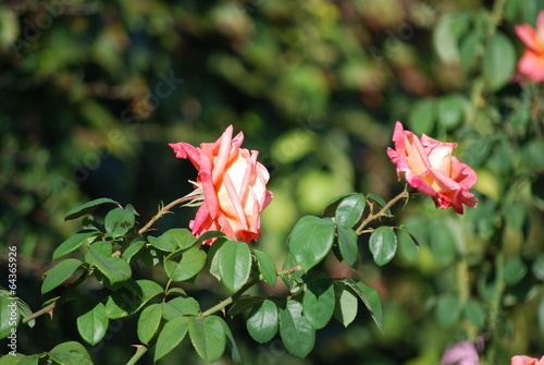Rosy roses
