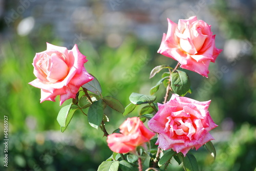 Bouquet in the garden photo