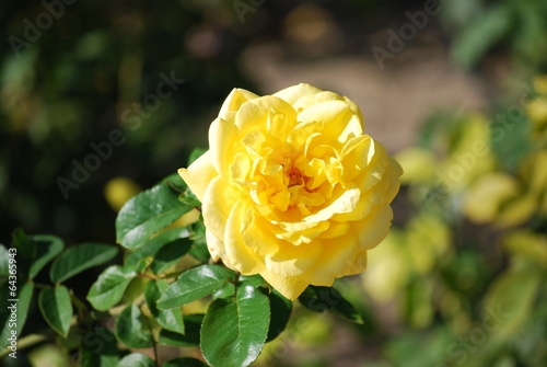 Yellow rose - macro