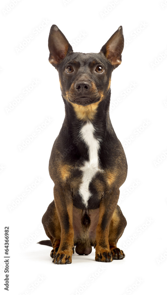 brown jack russel terrier begging in front of camera