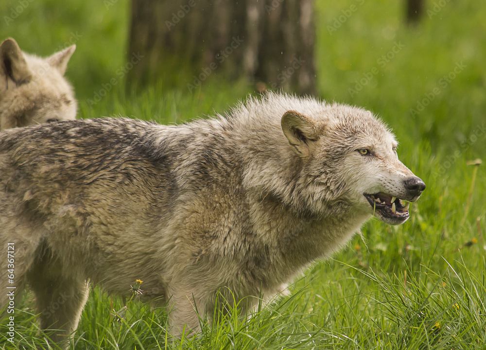 Timber wolf Timber wolf