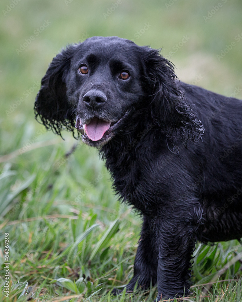 Cocker Spaniel Cocker Spaniel