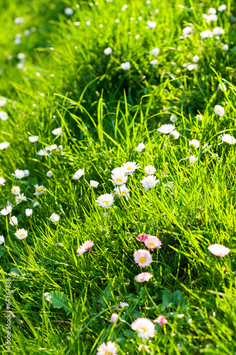 Daisies in grass